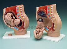 Pregnancy Pelvis